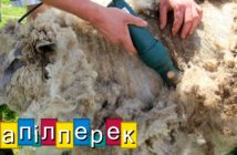 Карпатскы секвоі – Напілперек (сезон 5) нажыво – понедільок, 20.00 год.