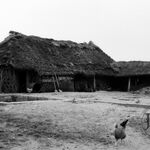 październik	1965 r., obora.