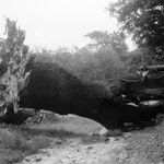 fot. Barbara Tondos, 06.1960 r. 