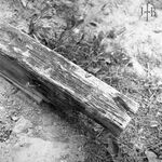 fot. J. Tur, 1966-1967 r., konserwacja więźby dachowej