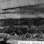 fot. Barbara Tondos i Zbigniew Jucha, 1971 r.