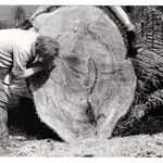 fot. Katarzyna Tur-Marciszuk, 1986 r.