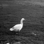 fot. Barbara Tondos, 1965 r. 