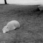 Błażowa i okolice, owce, fot. A. Bocheński, 1980 sygn. AAB_01_11_023_C