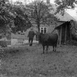 Błażowa i okolice, jedno z gospodarstw, po lewej fragment strzechy inwentaryzowanego obiektu, fot. nn, 1980, sygn. AAB_01_11_004_C