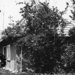 Hyżne, zagroda (1), dom, elewacja boczna – lewa, w tle po lewej widoczna stodoła, fot. A. Bocheński, 1993, sygn. AAB_01_12_17_C