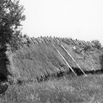 Hyżne, zagroda (1), stodoła, elewacja tylna i boczna – prawa, w tle widoczne dachy domu i piwnicy, fot. A. Bocheński, 1993, sygn. AAB_01_12_14_C