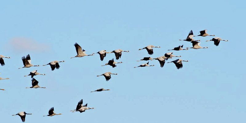 Common Crane
(Grus grus)
Migrating south, using the usual triangular formation in order to conserve energy.
Villafafila, Zamora, Spain